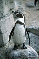 Zoo KBH 1998 0152